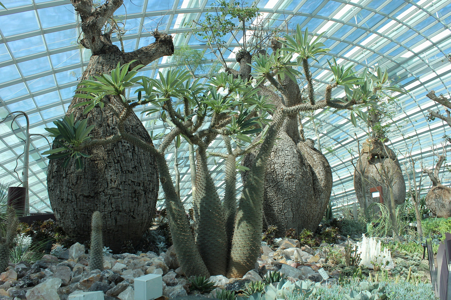 Gardens by the Bay: футуристический сад в Сингапуре, где природа встретилась с технологиями